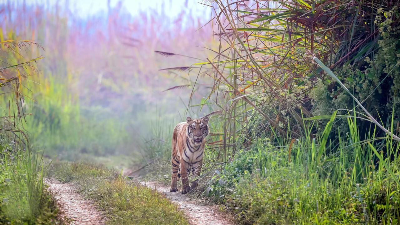Park Safari Resort Sauraha Ngoại thất bức ảnh